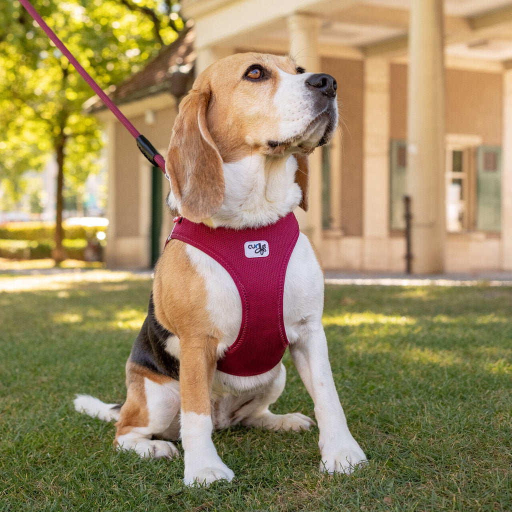 curli Clasp Dog Harness with Lightweight Air Mesh and Reflective Trim
