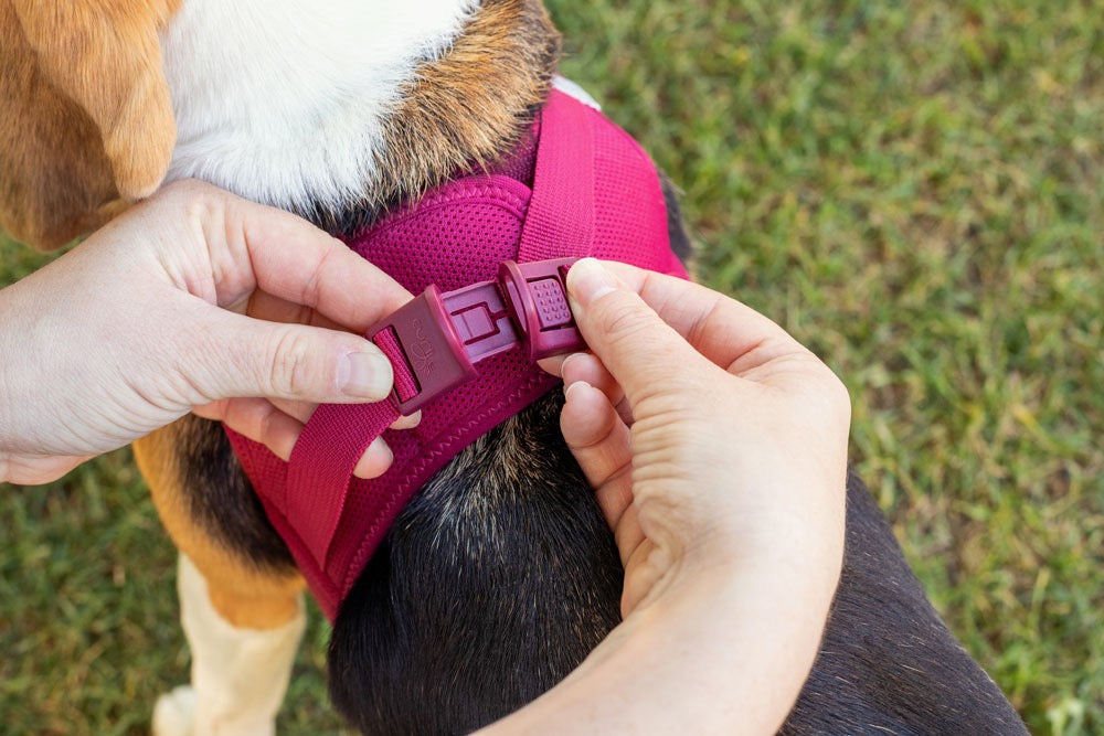 curli Clasp Dog Harness with Lightweight Air Mesh and Reflective Trim