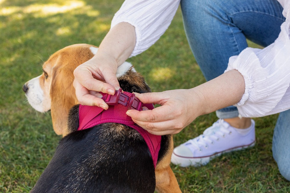 curli Clasp Dog Harness with Lightweight Air Mesh and Reflective Trim