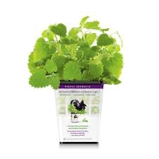 Live Catnip Plant for Indoor Cats