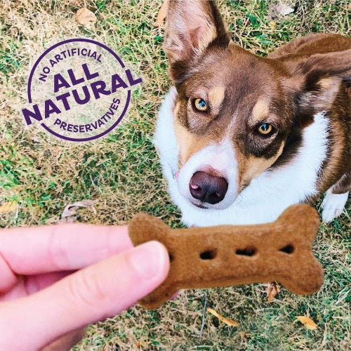 Mini Classic Savory Mix Dog Biscuits with Bacon & Cheddar Cheese