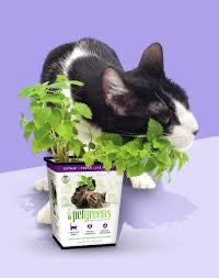 Live Catnip Plant for Indoor Cats