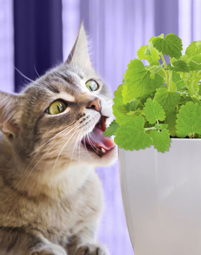 Live Catnip Plant for Indoor Cats
