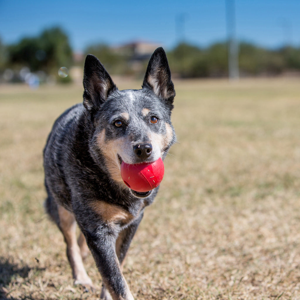 KONG Ball Durable Natural Rubber Dog Toy