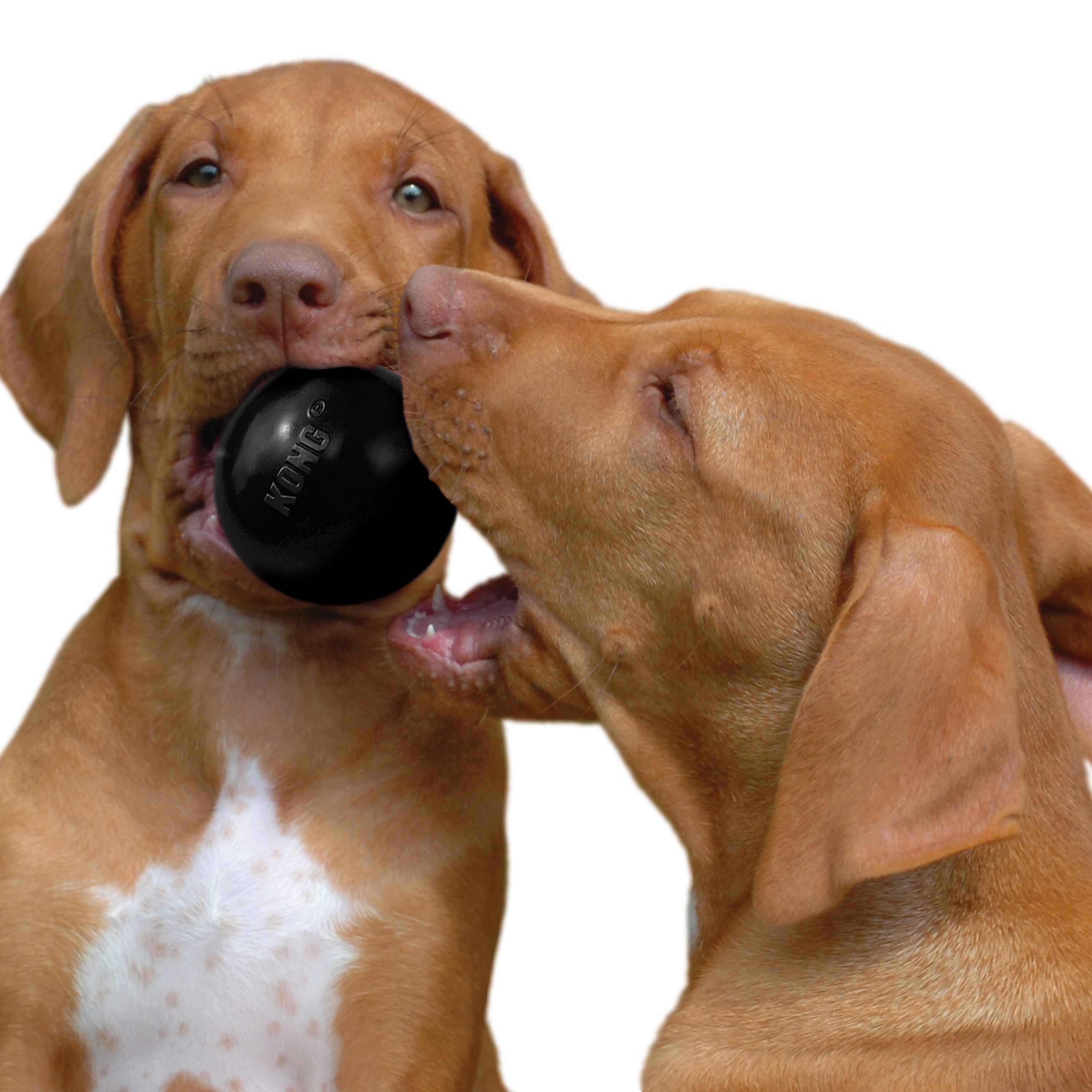 KONG Extreme Ball Durable Rubber Dog Toy