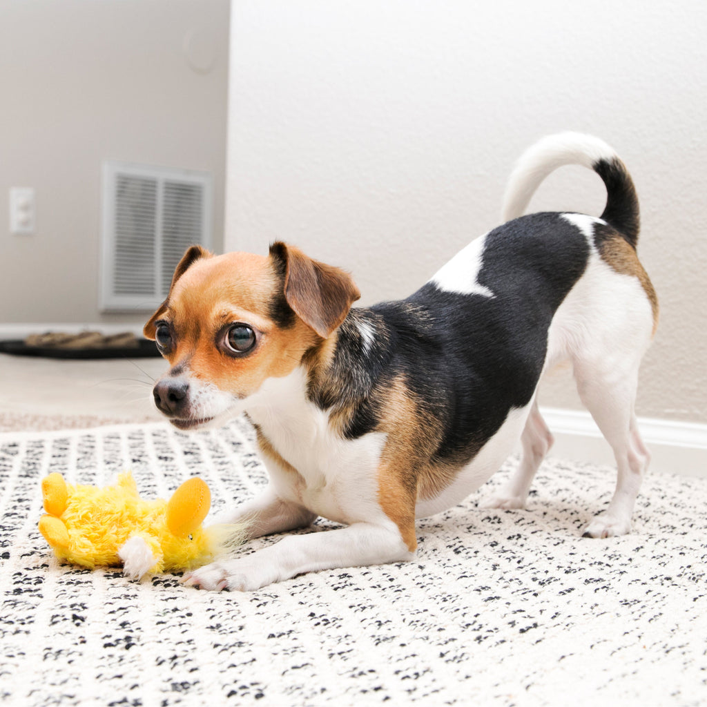 KONG Dr. Noyz Duck Plush Dog Toy with Removable Squeaker