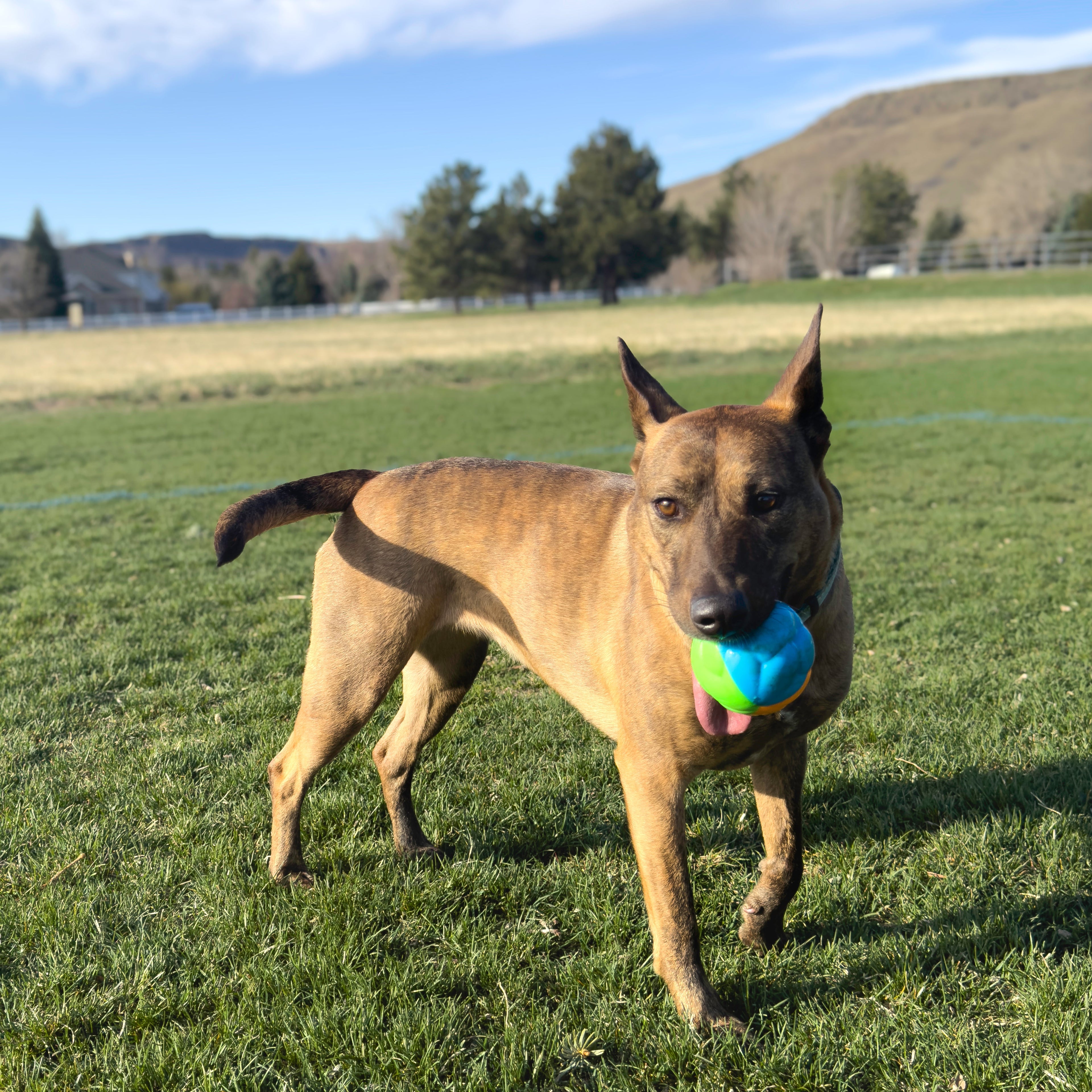 KONG Twistz High-Visibility Glow Ball for Dogs