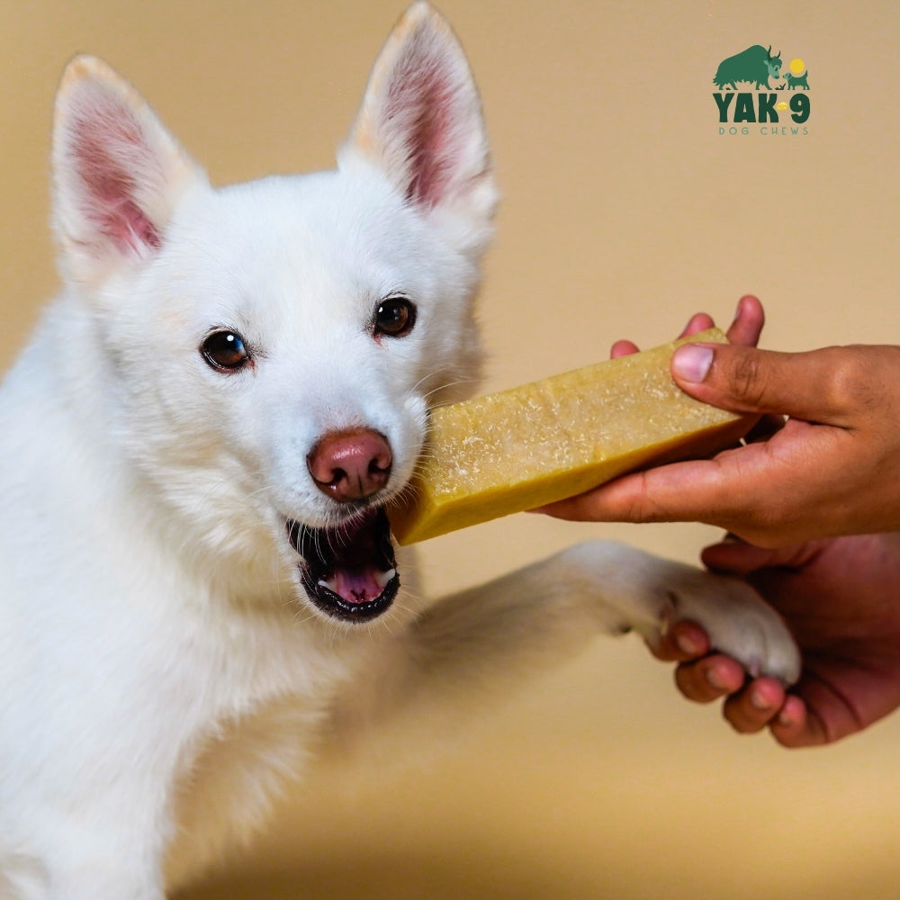 Coconut Cheese Dog Chews with Yak and Cow Milk