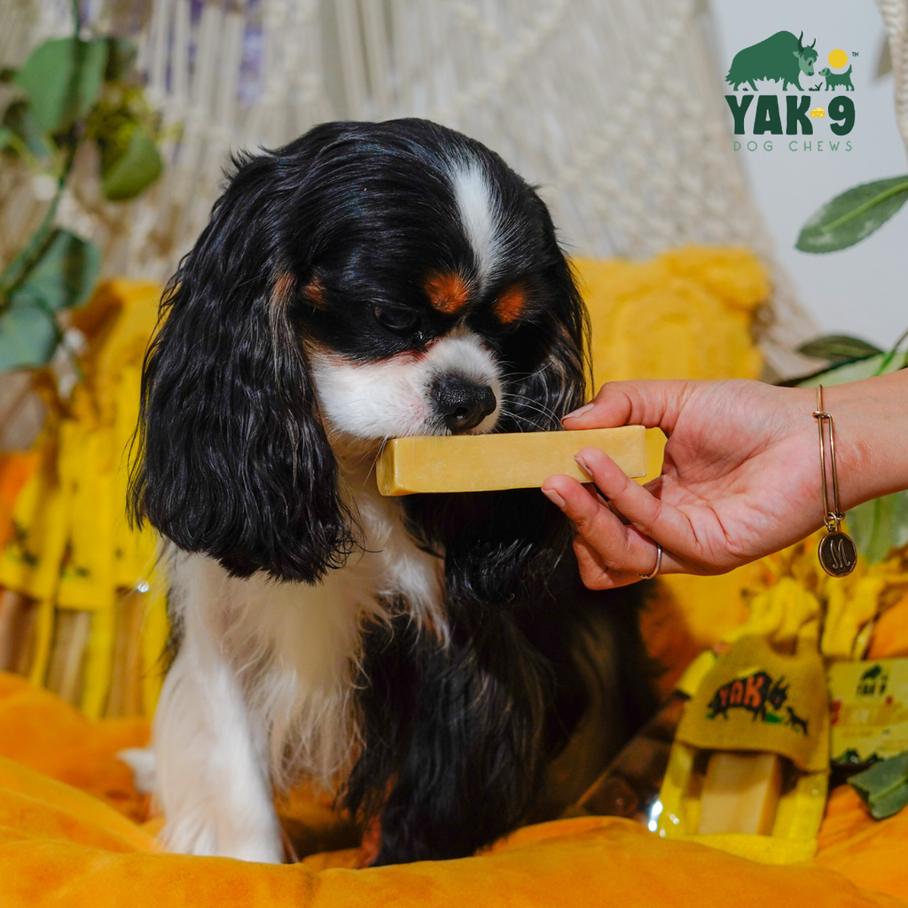 Honey Yak Cheese Dog Chews with Organic Himalayan Honey