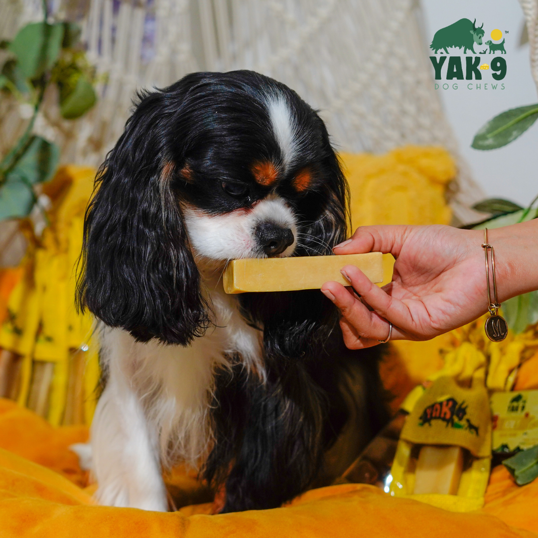 Honey Yak Cheese Dog Chews with Organic Himalayan Honey
