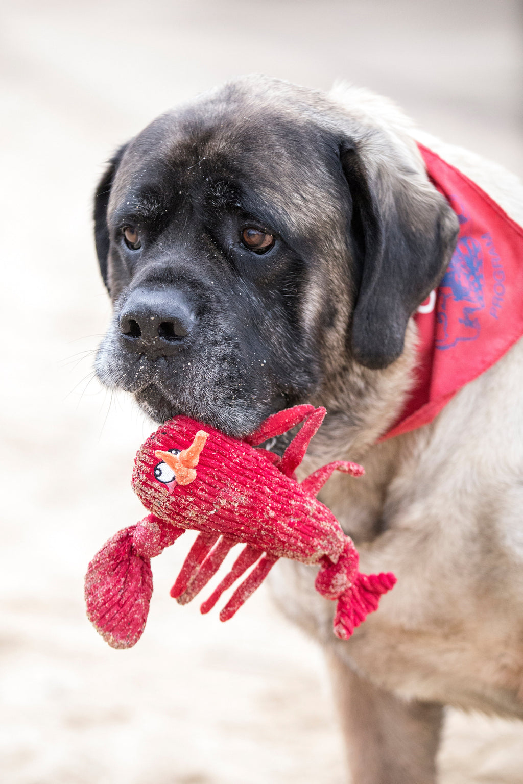 Plush Knotted Dog Toy with Squeakers – Tuffut Technology®