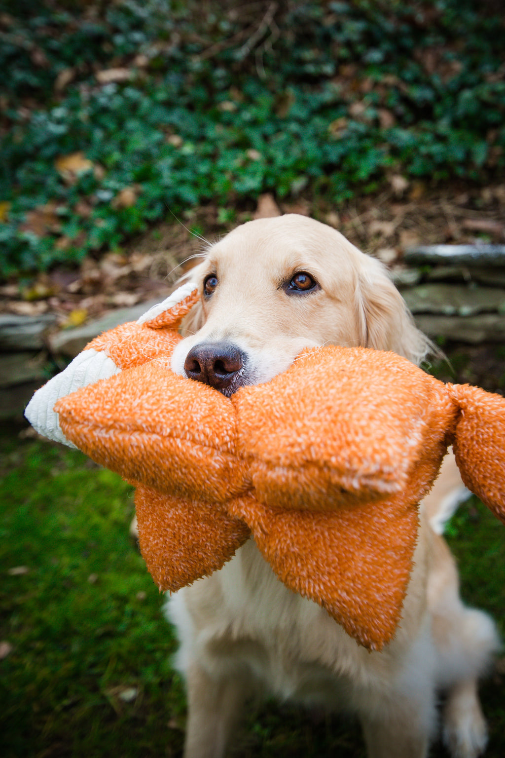 Squooshie Fox Plush Dog Toy with Tweedy Texture, 14-Inch