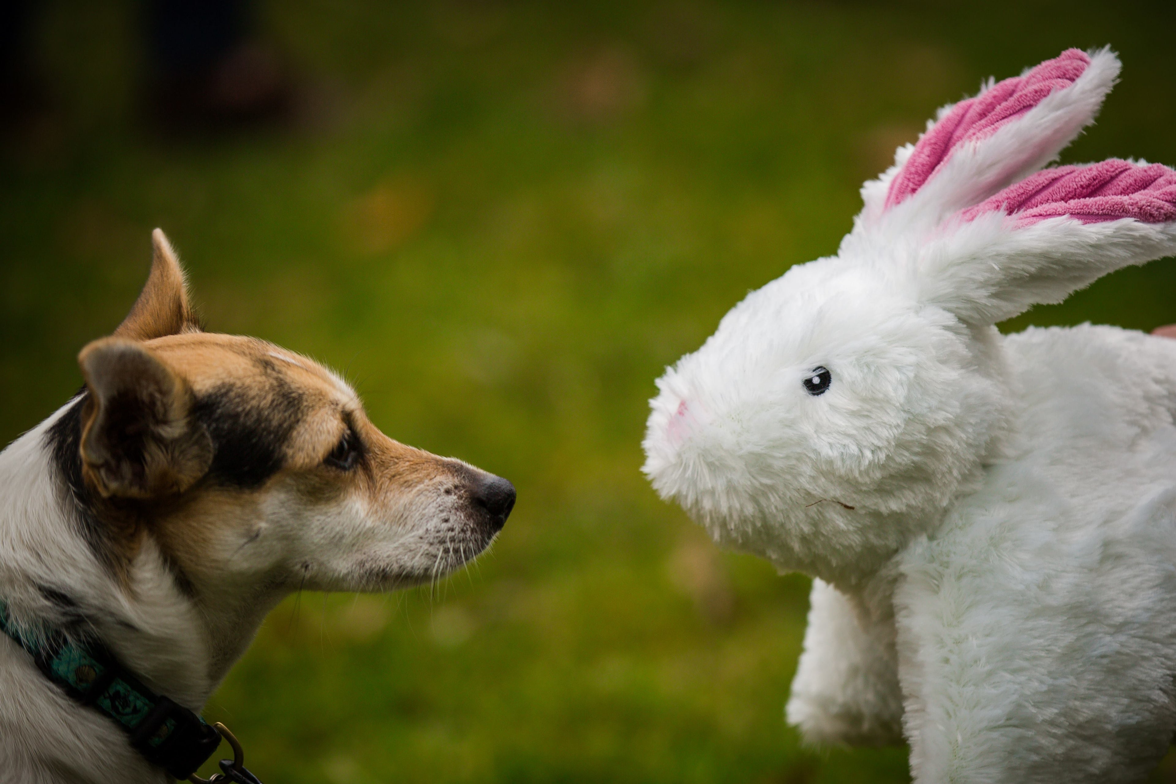 Squooshie Bunny Plush Dog Toy with Tuffut Technology, 14-Inch