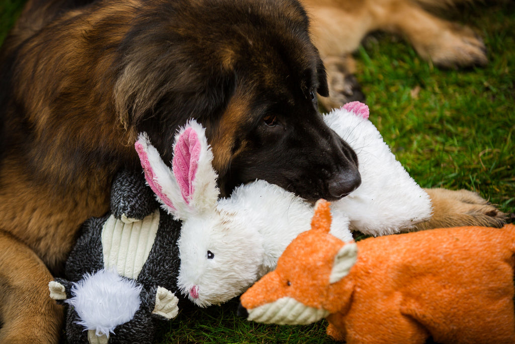 Squooshie Bunny Plush Dog Toy with Tuffut Technology, 14-Inch