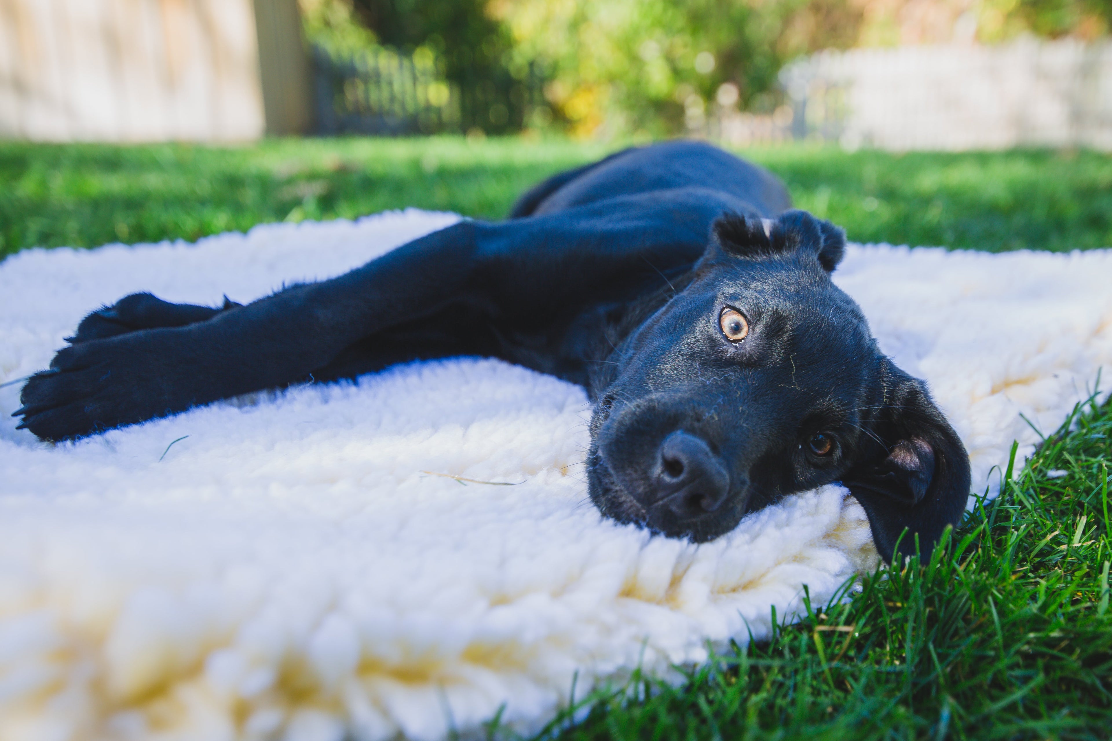HuggleFleece Mat Stuffing-Free Orthopedic Pet Bed