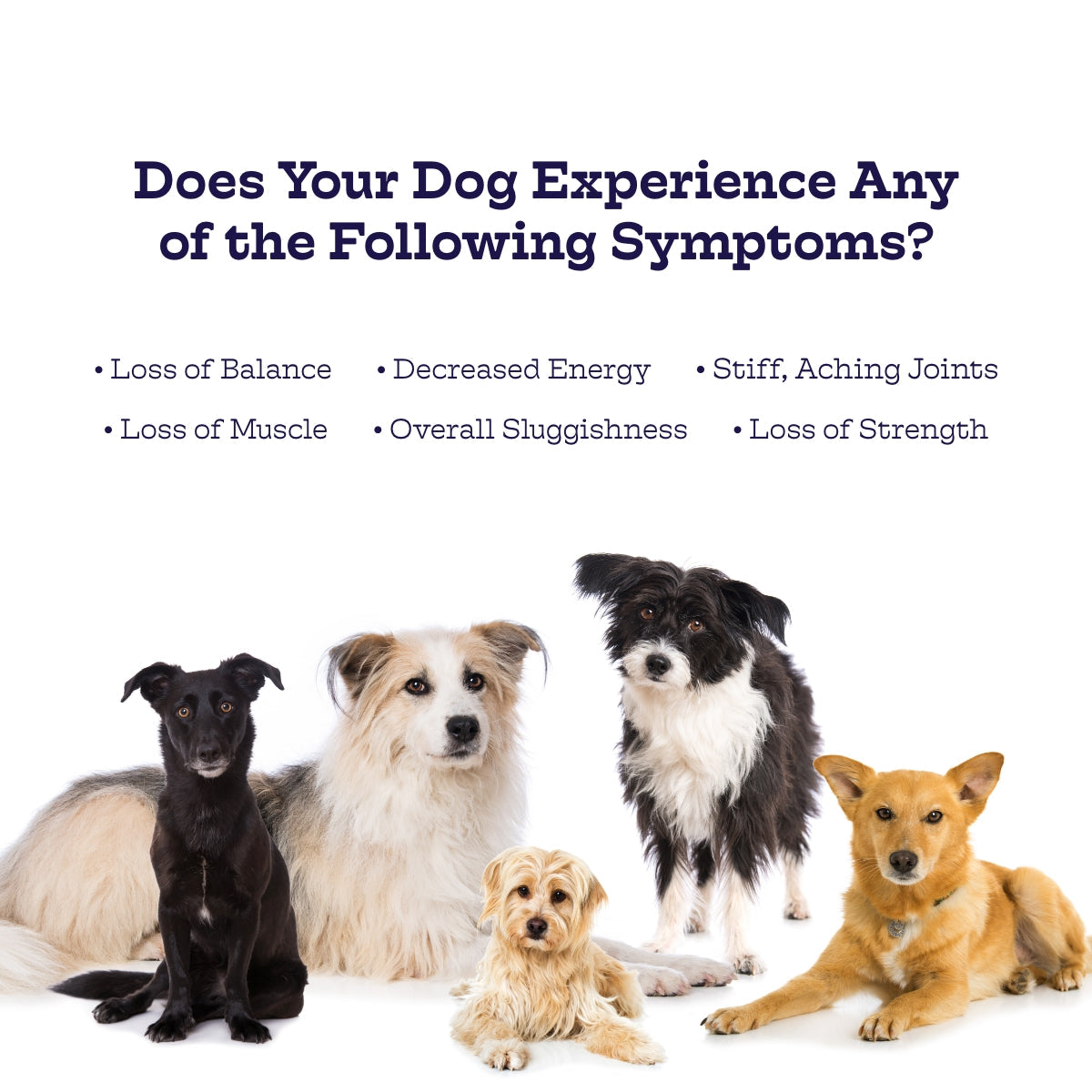 Dog Joint Health Soft Chews with Glucosamine & MSM, Chicken Flavor