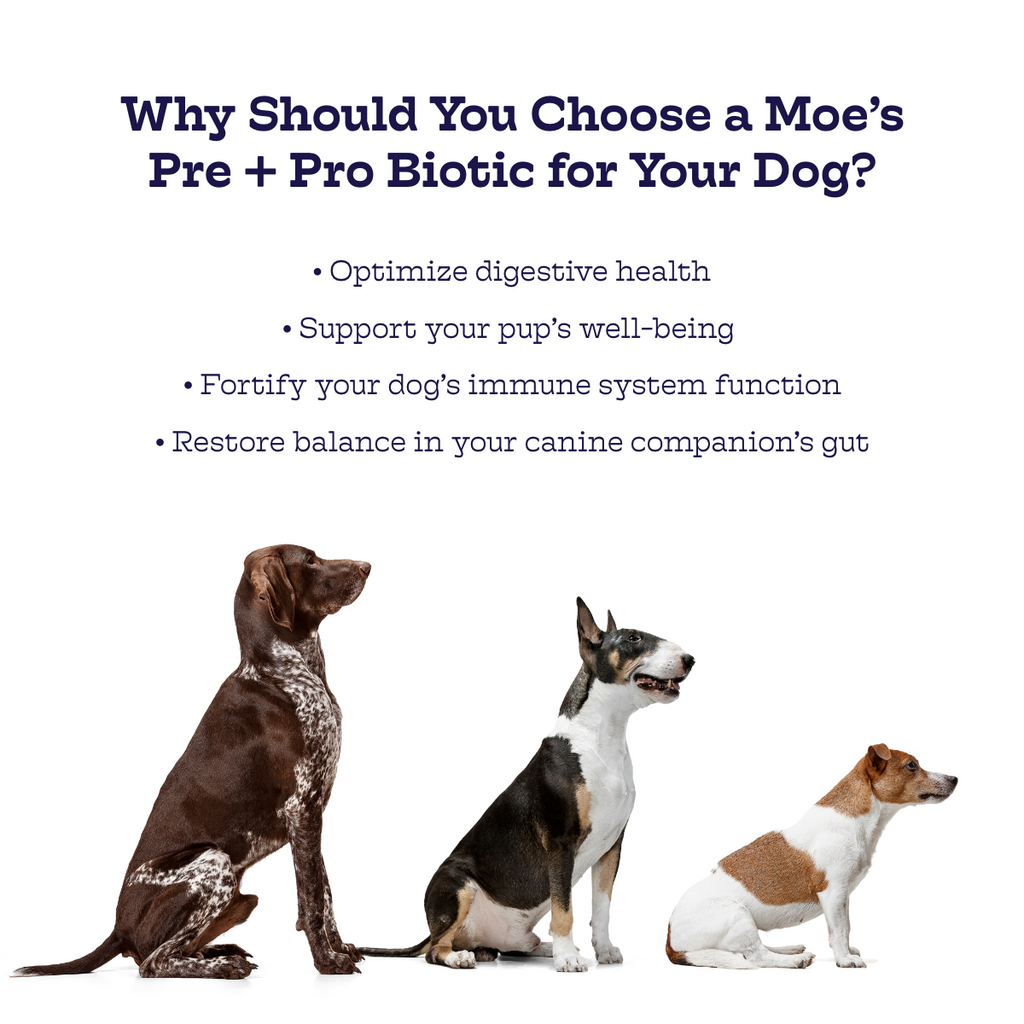 Moe's Pre + Pro Biotic Chews for Dogs with Pumpkin and Ginger
