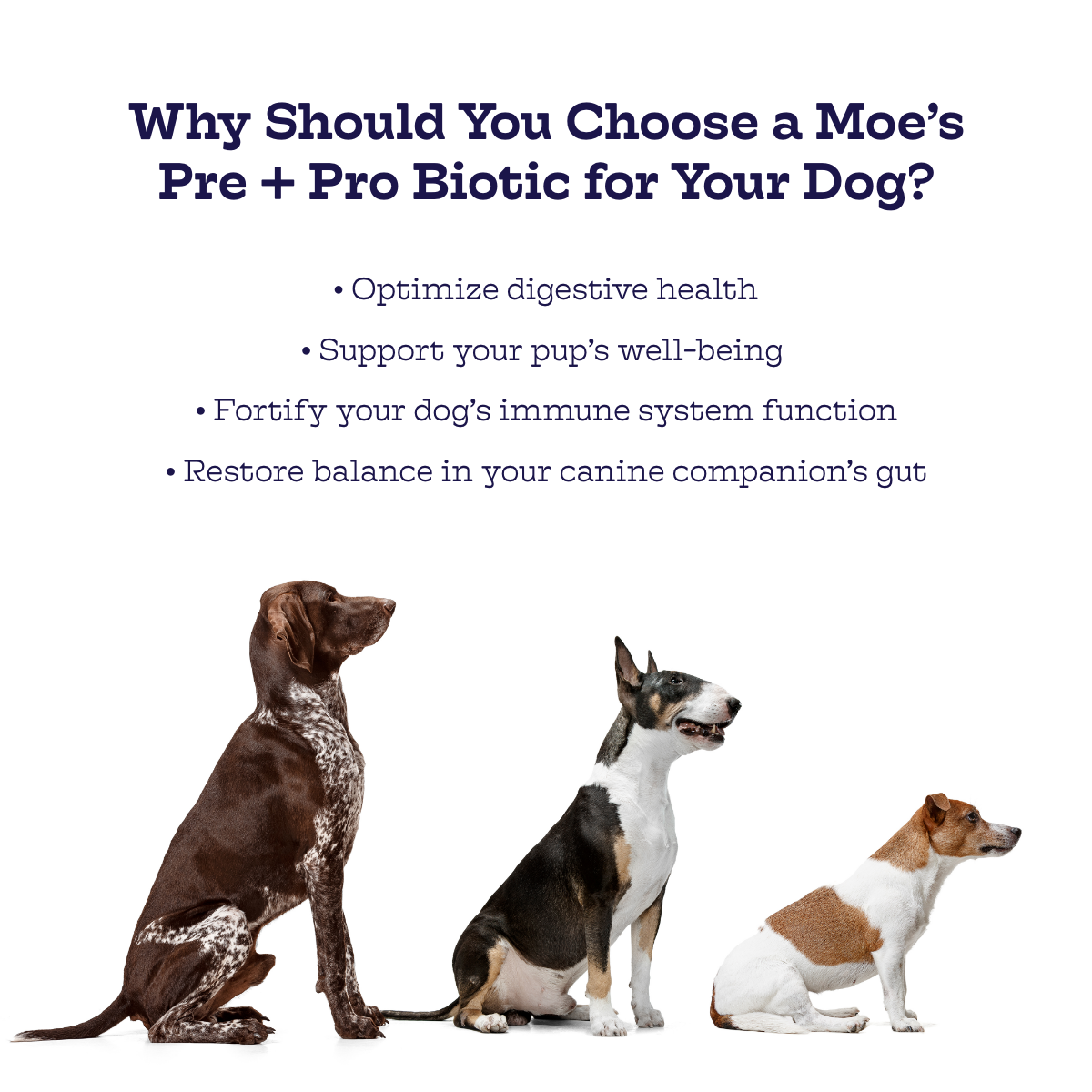 Moe's Pre + Pro Biotic Chews for Dogs with Pumpkin and Ginger