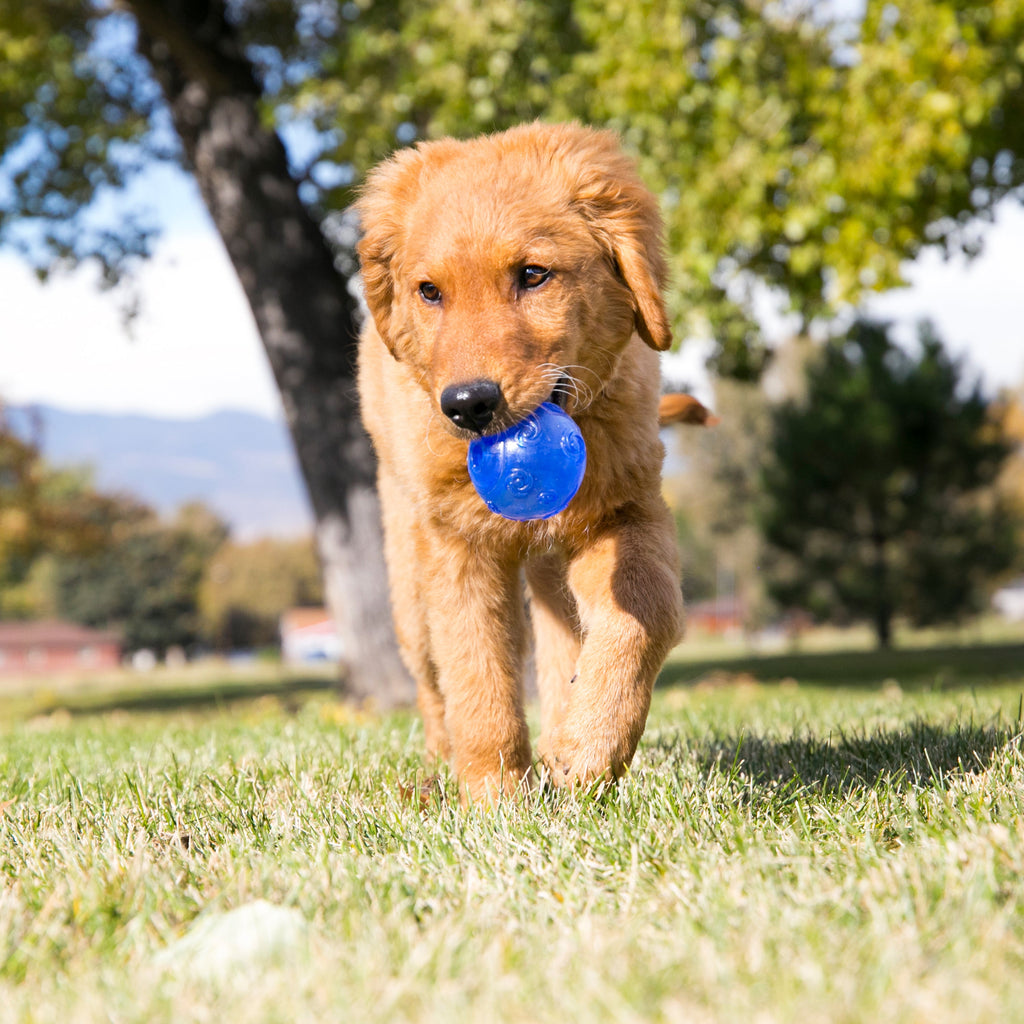 KONG Crackle Dog Toy with Flexible, Sparkly Design