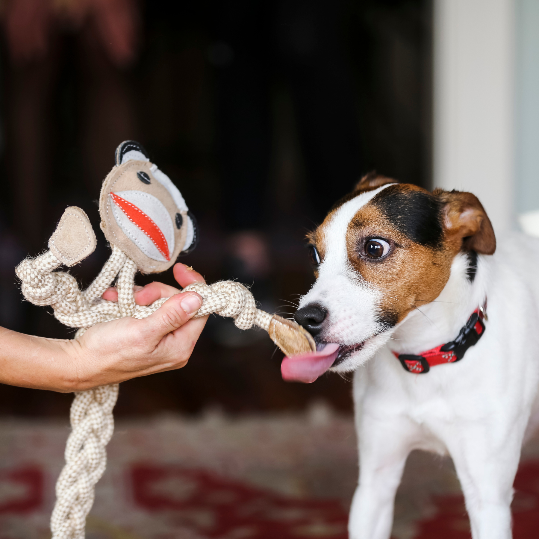 Stuey Sock Monkey Rope Dog Toy – 19" Natural Cotton & Hemp