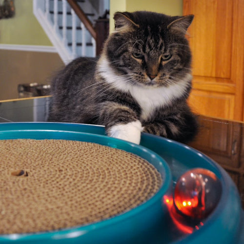 Bergan Turbo Scratcher Bundle with LED Ball and Extra Pads