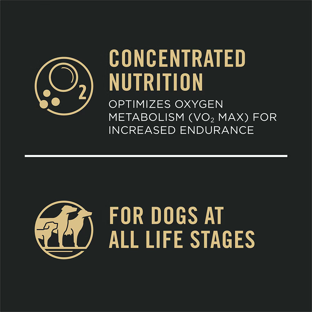 Active Dog Dry Food with Salmon for Endurance and Muscle Support