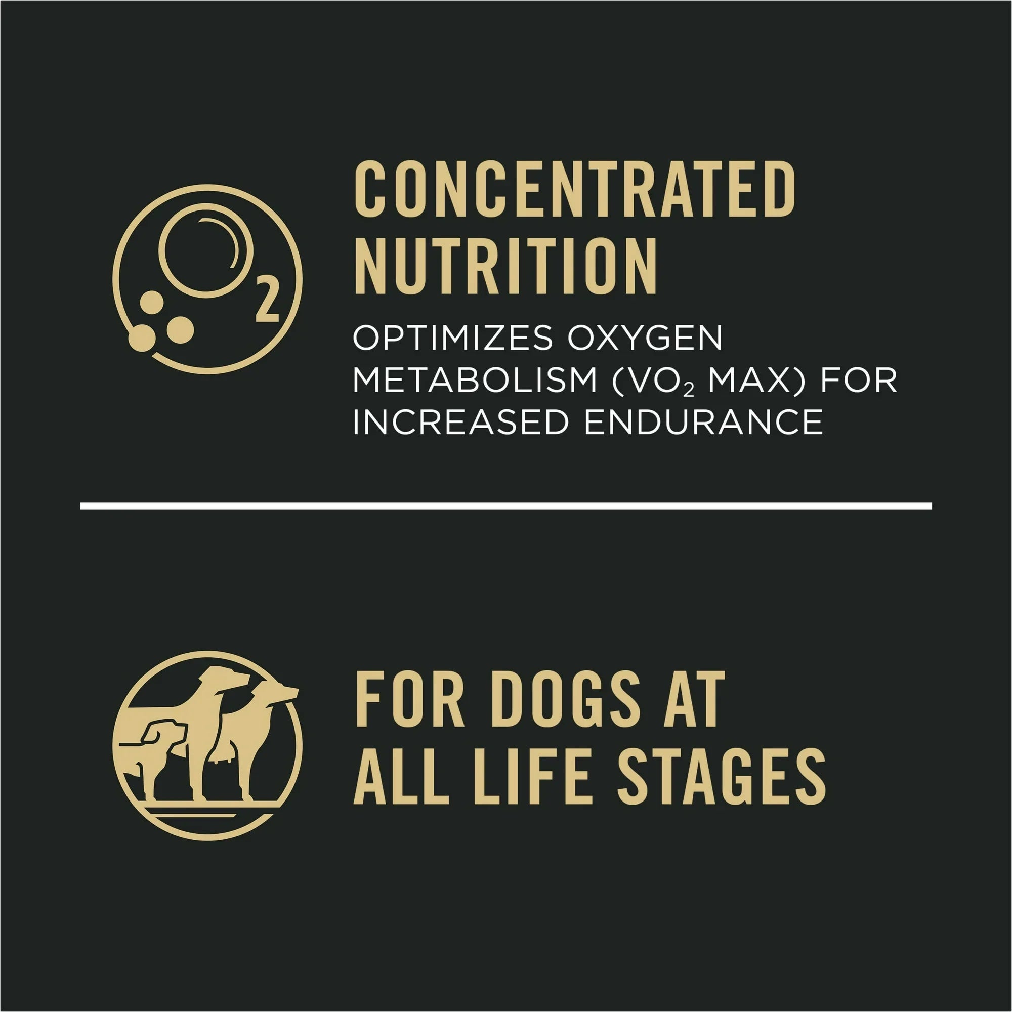 High-Protein Dry Dog Food with Real Chicken for Active Dogs