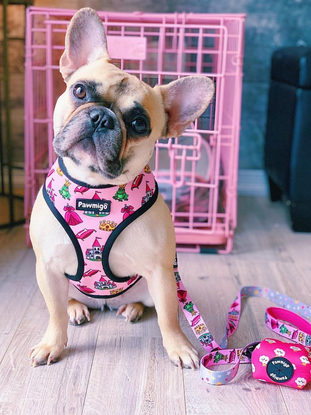 Fairytail Leash Kit
