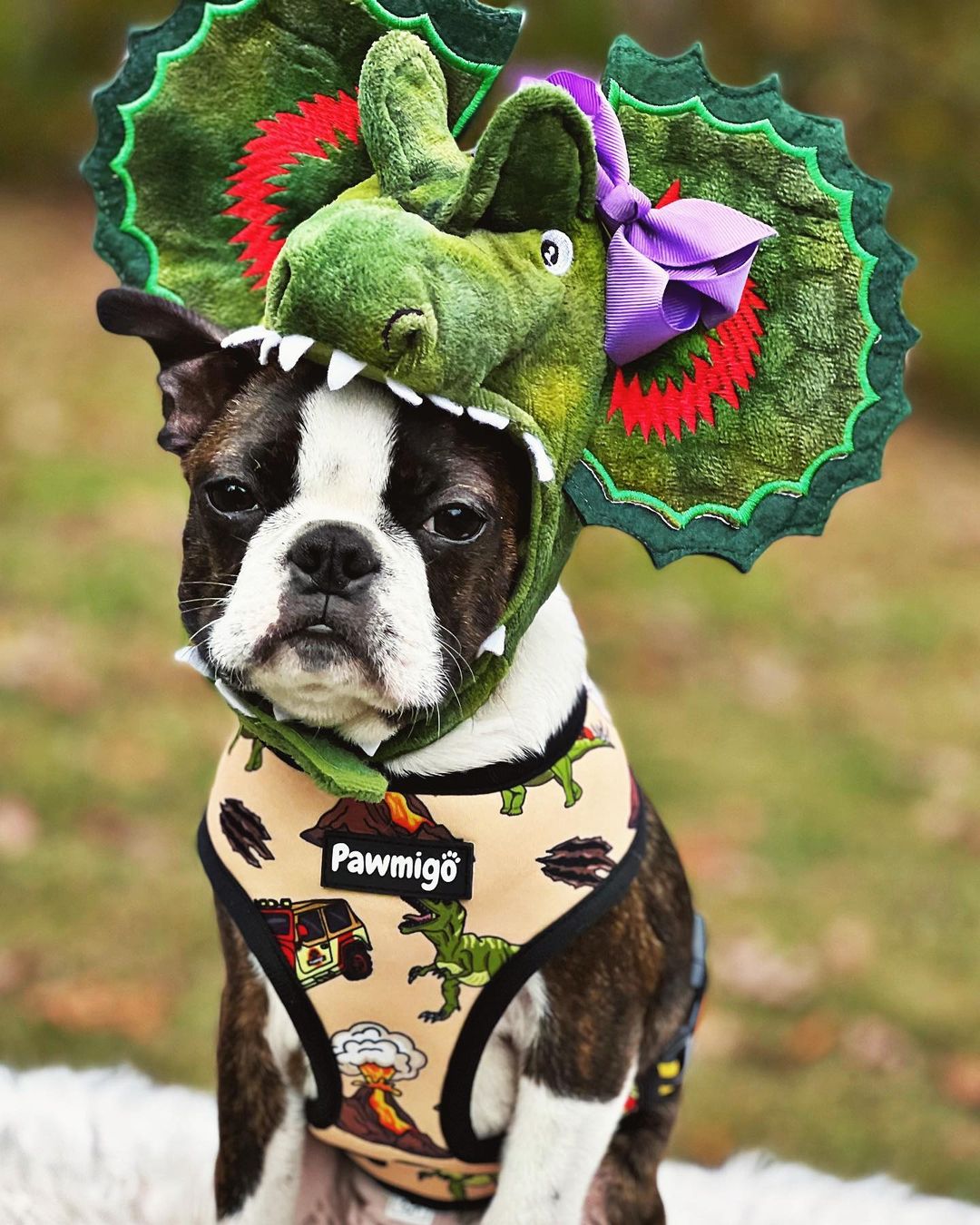 Jurassic Bark Reversible Dog Harness – Dino & Camo Prints