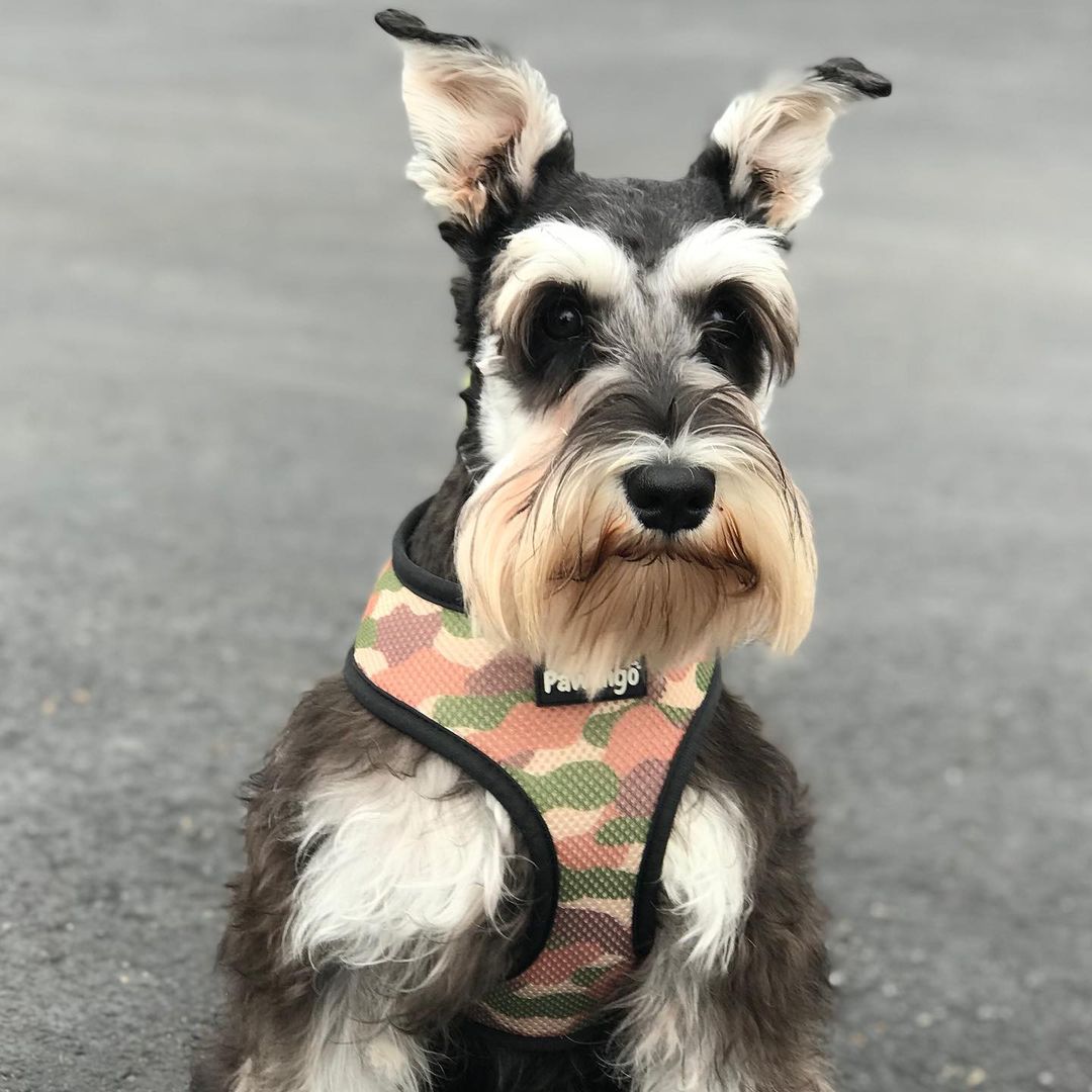 Jurassic Bark Reversible Dog Harness – Dino & Camo Prints