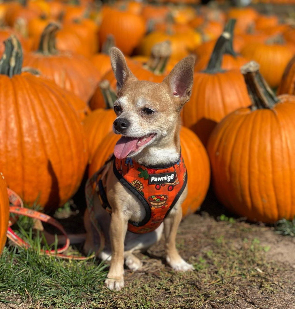 Pupkin Patch Reversible Dog Harness – Autumn & Sunflower Prints