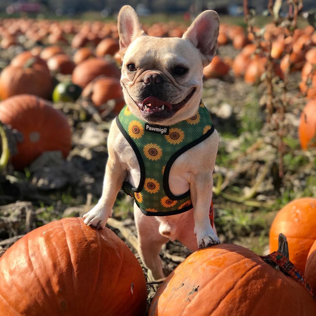 Pupkin Patch Reversible Dog Harness – Autumn & Sunflower Prints