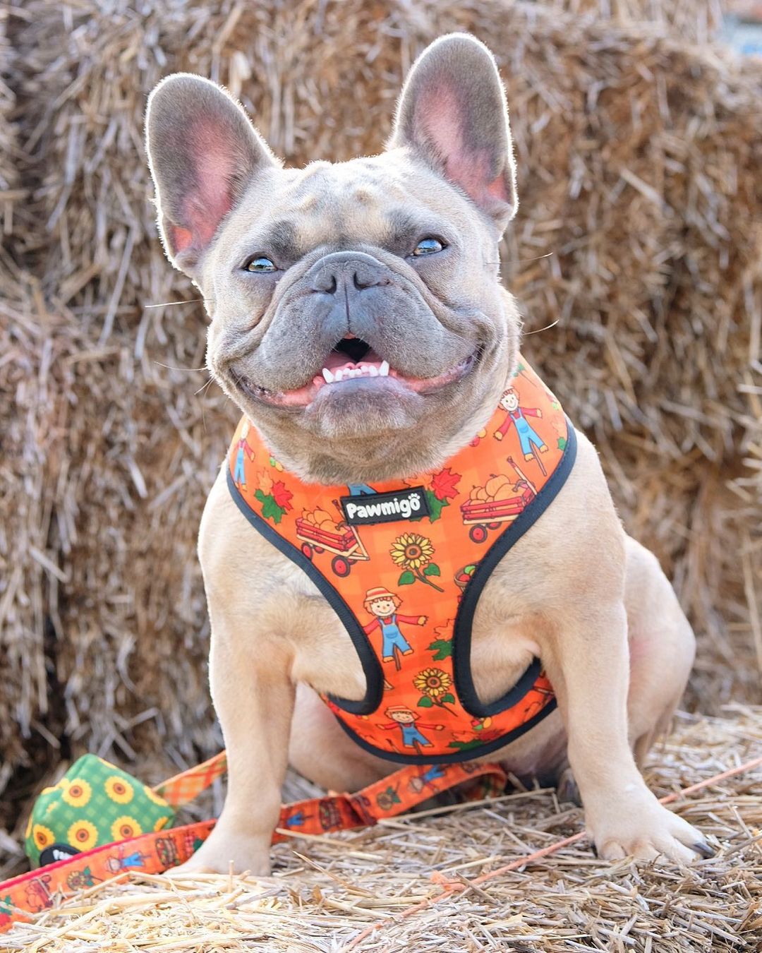 Pupkin Patch Reversible Dog Harness – Autumn & Sunflower Prints