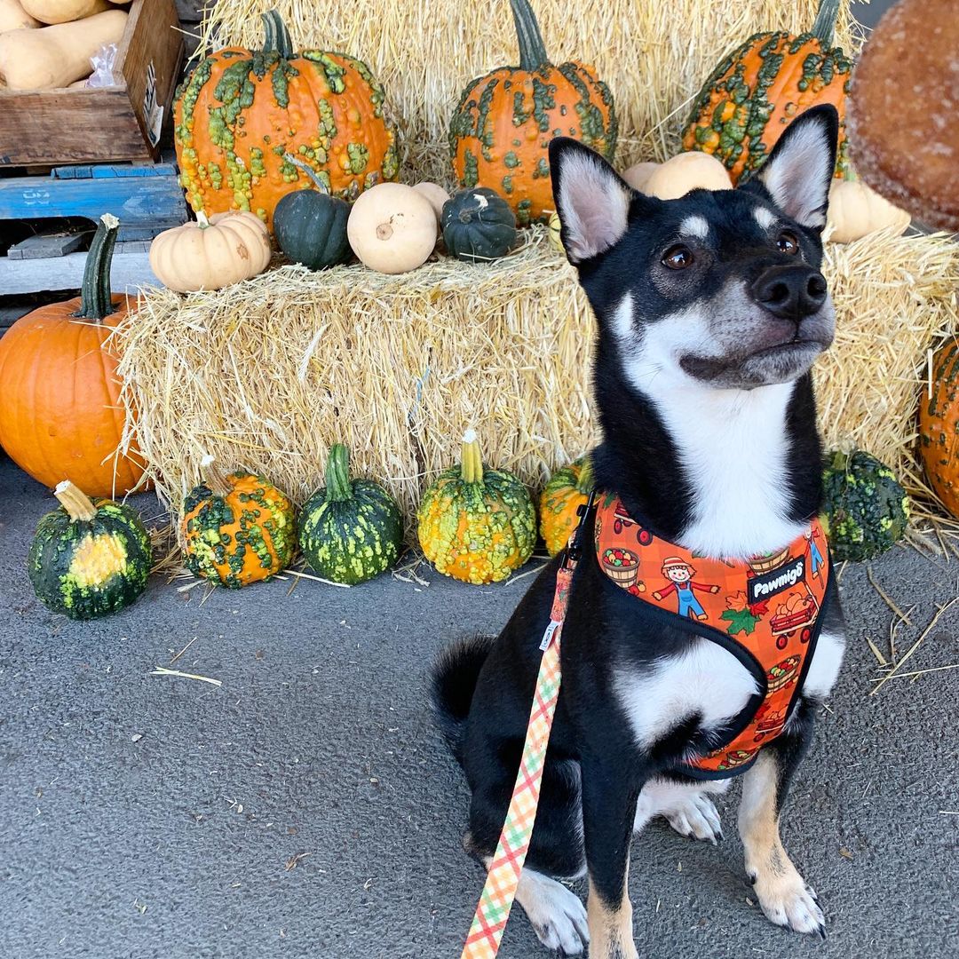 Pupkin Patch Reversible Dog Harness – Autumn & Sunflower Prints