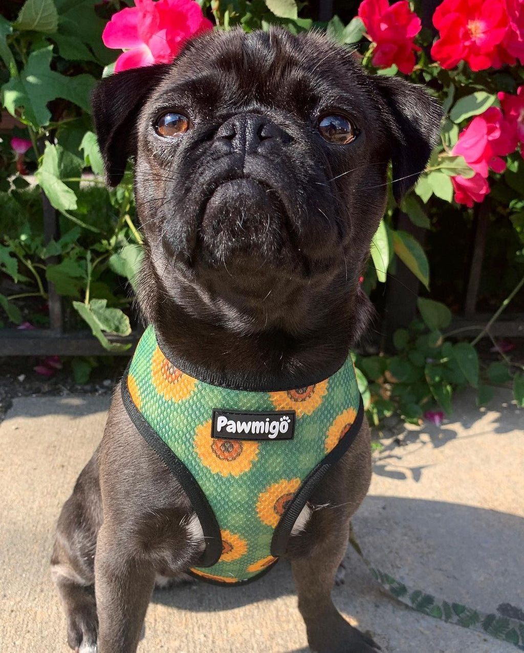 Pupkin Patch Reversible Dog Harness – Autumn & Sunflower Prints
