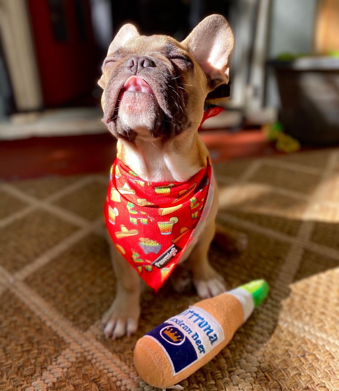 Taco Tuesday Cooling Dog Bandana – Mesh, Red Fiesta Print
