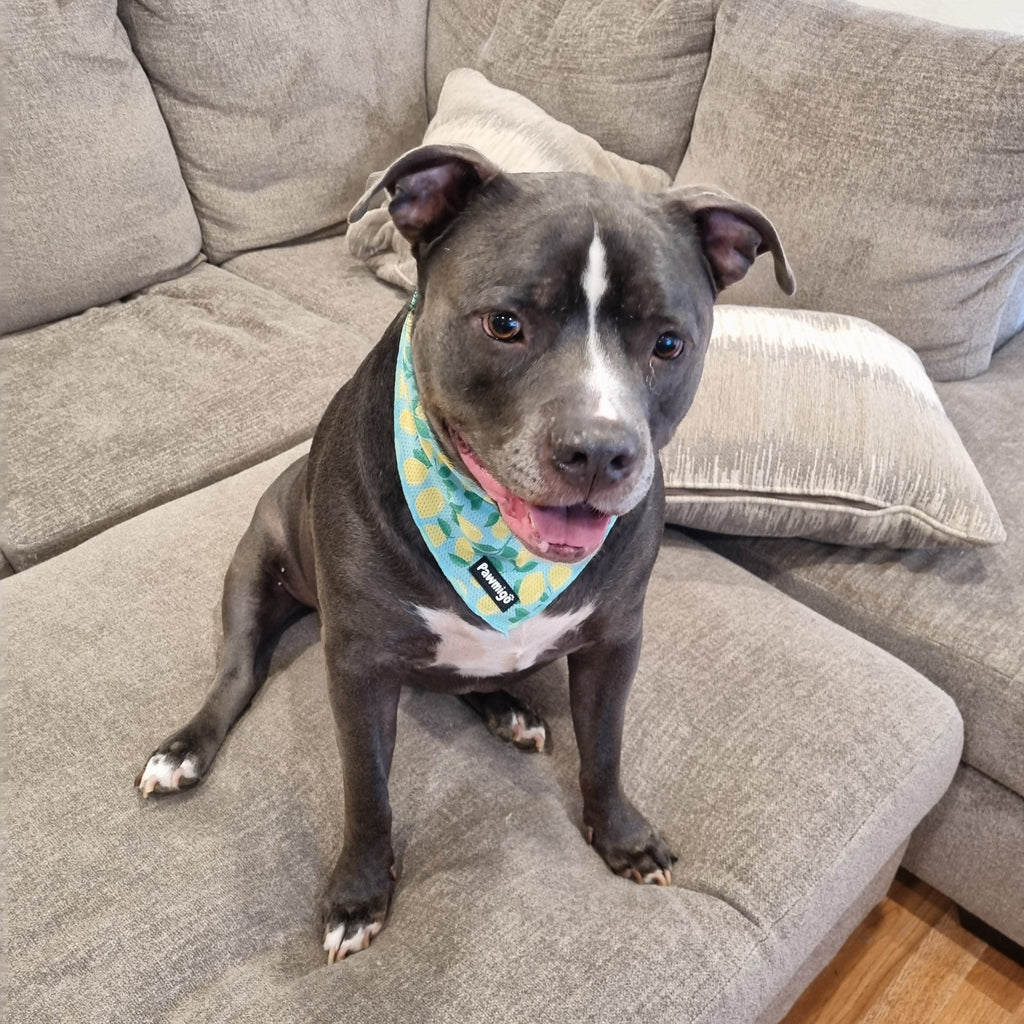 Worth the Squeeze Lemon Cooling Dog Bandana
