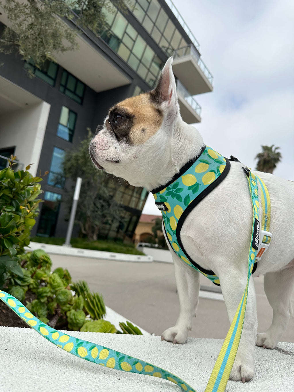 Worth The Squeeze Reversible Dog Harness – Lemon Print