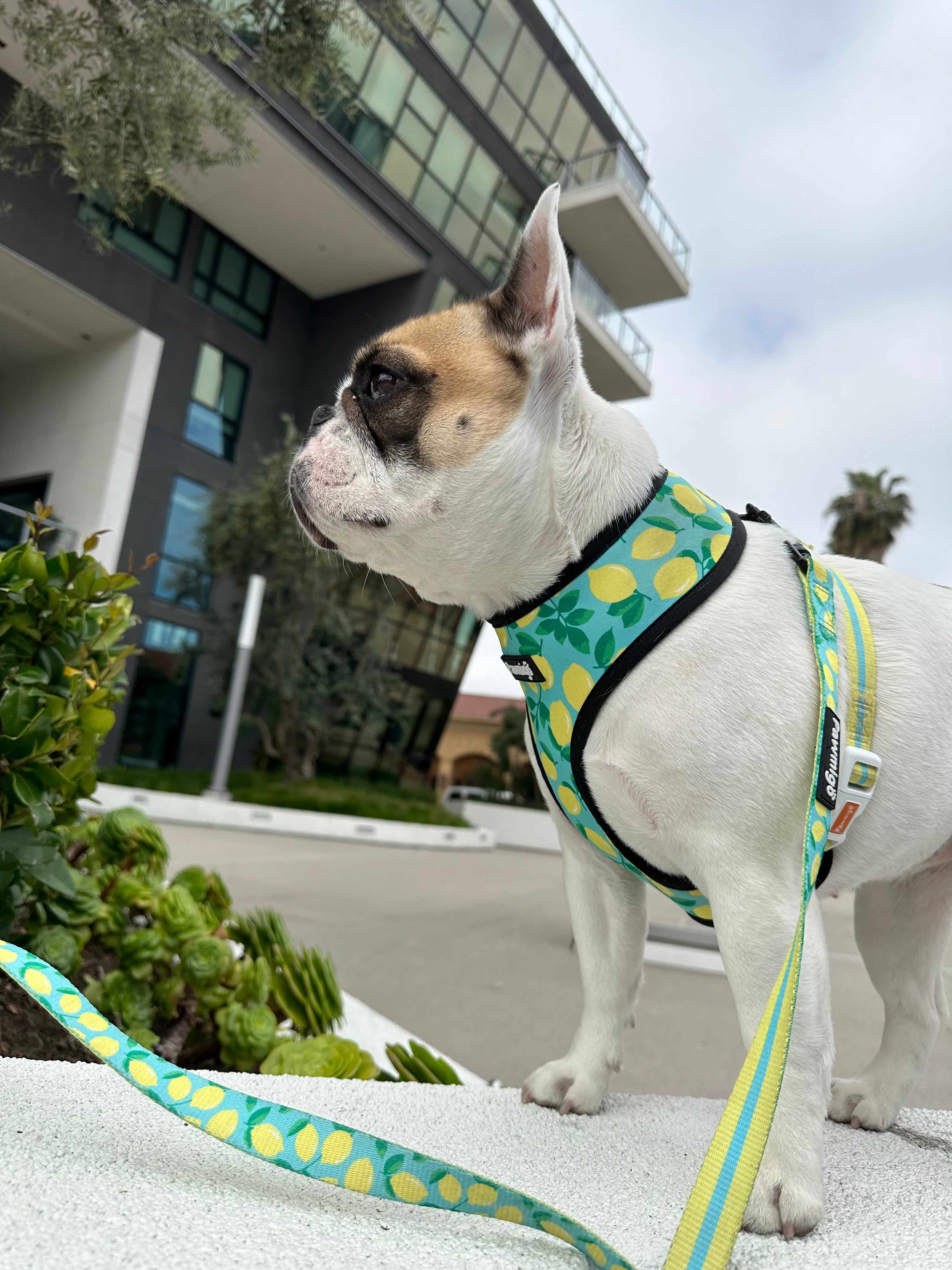 Worth The Squeeze Reversible Dog Harness – Lemon Print