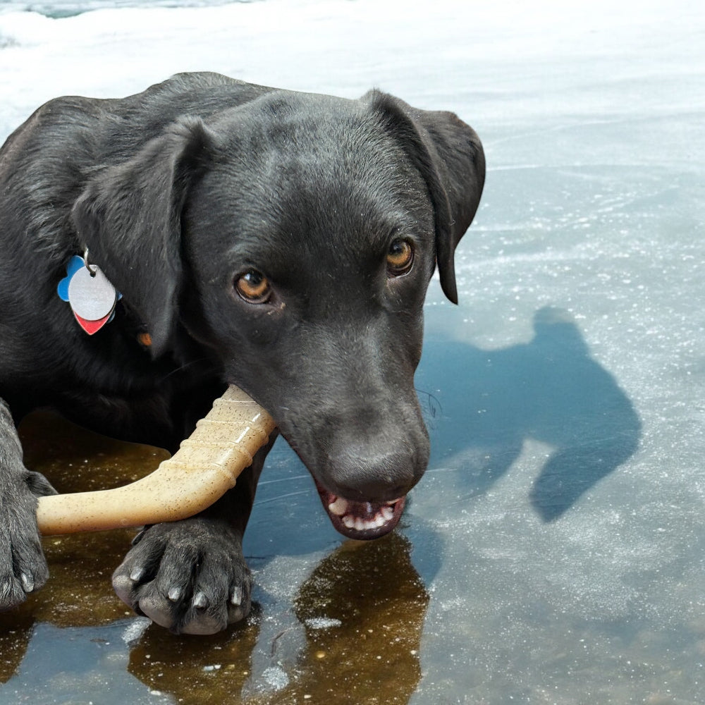 Hockey Stick Nylon Chew Toy for Dogs, Medium Size