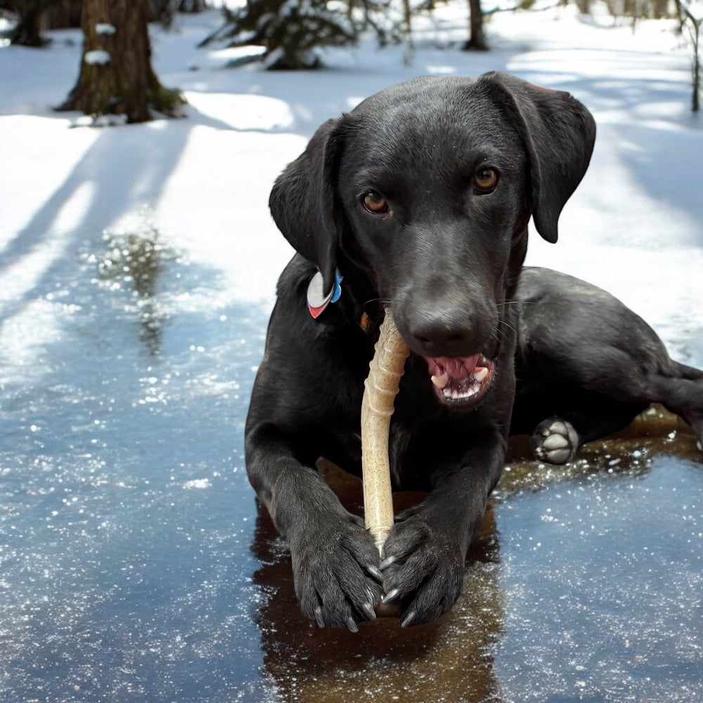 Hockey Stick Nylon Chew Toy for Dogs, Medium Size