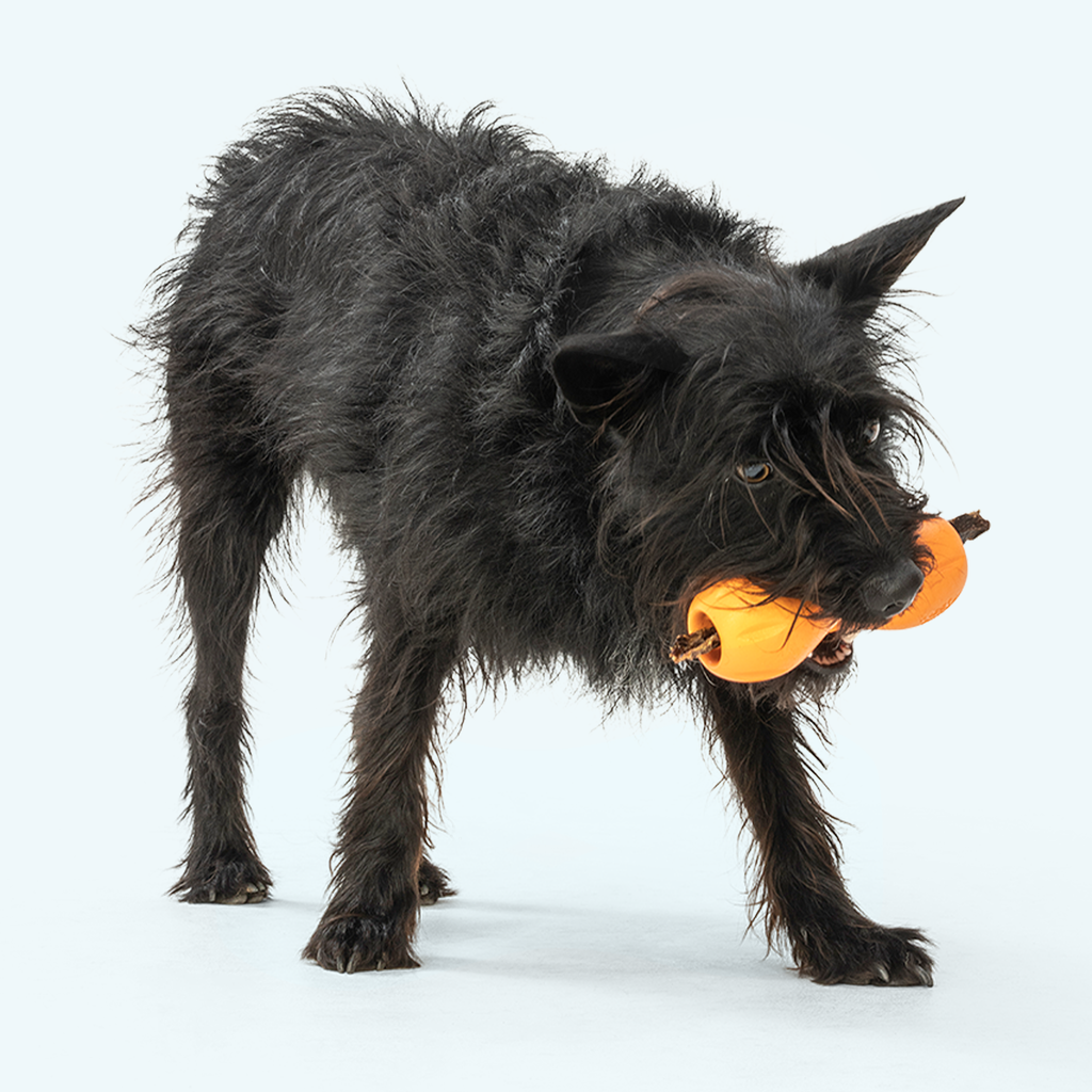 Qwizl Durable Treat Toy for Dogs Who Love to Chew