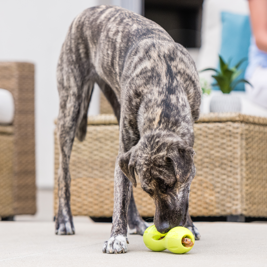 Qwizl Durable Treat Toy for Dogs Who Love to Chew