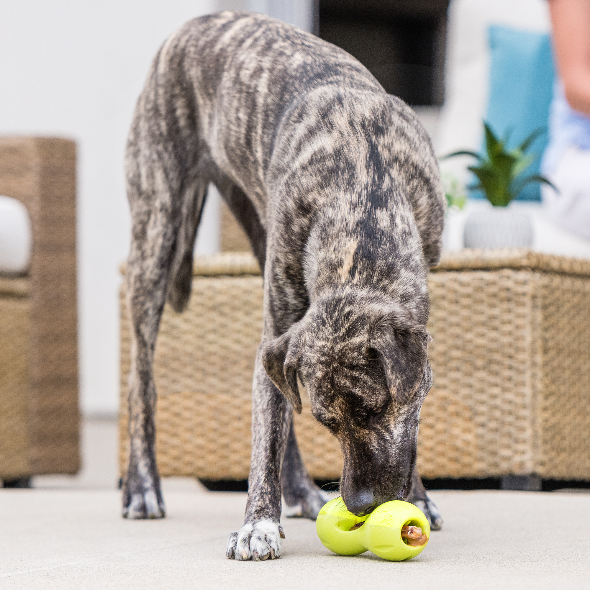 Qwizl Durable Treat Toy for Dogs Who Love to Chew