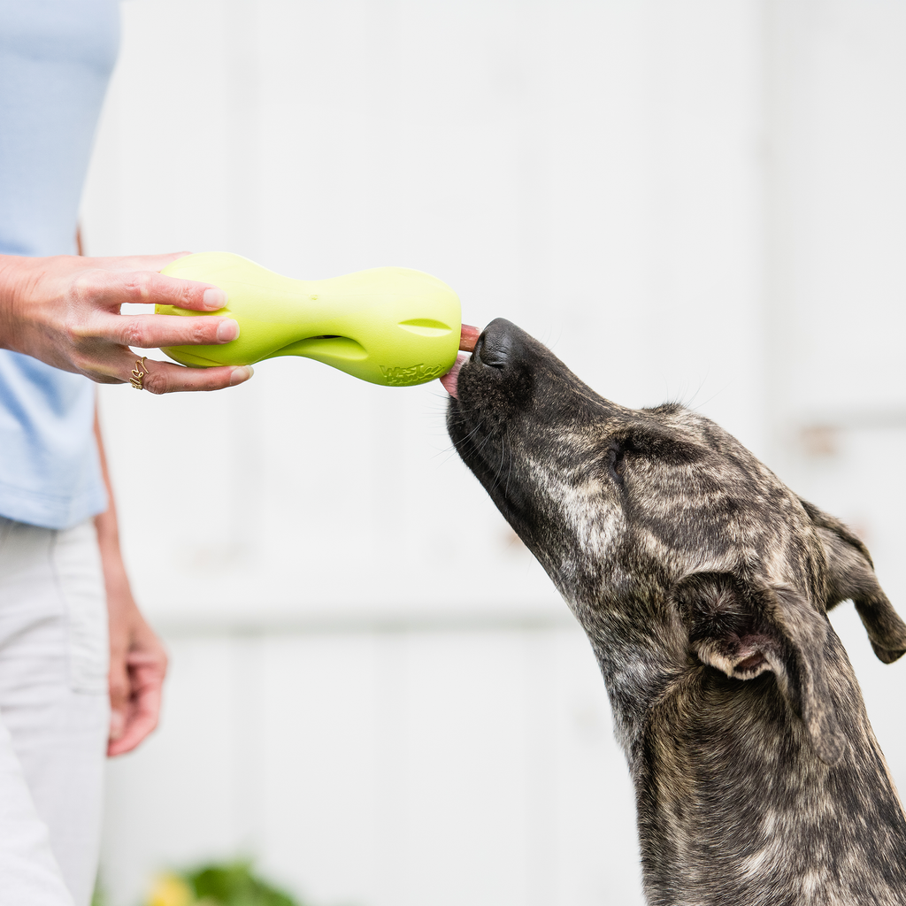 Qwizl Durable Treat Toy for Dogs Who Love to Chew