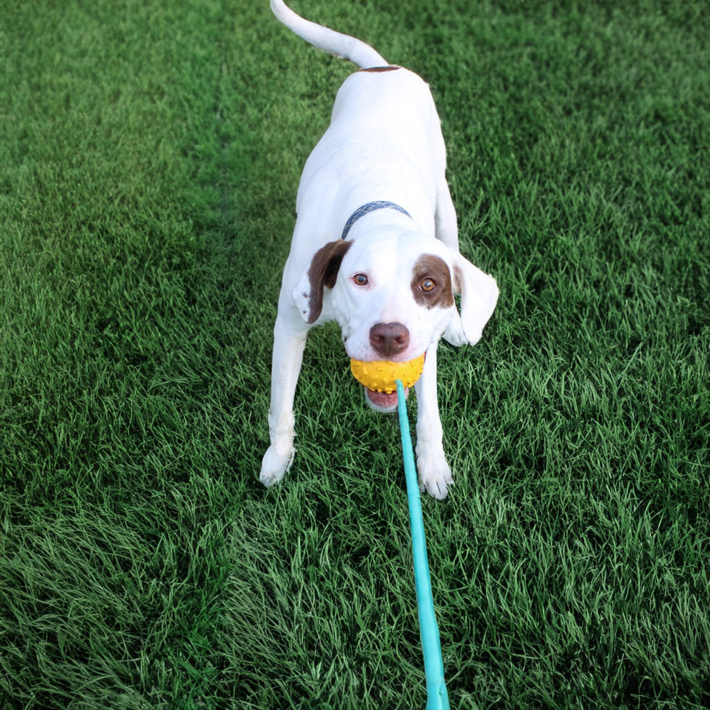Heavy-Duty Rubber Dog Toy with Durable Rope for Chewers