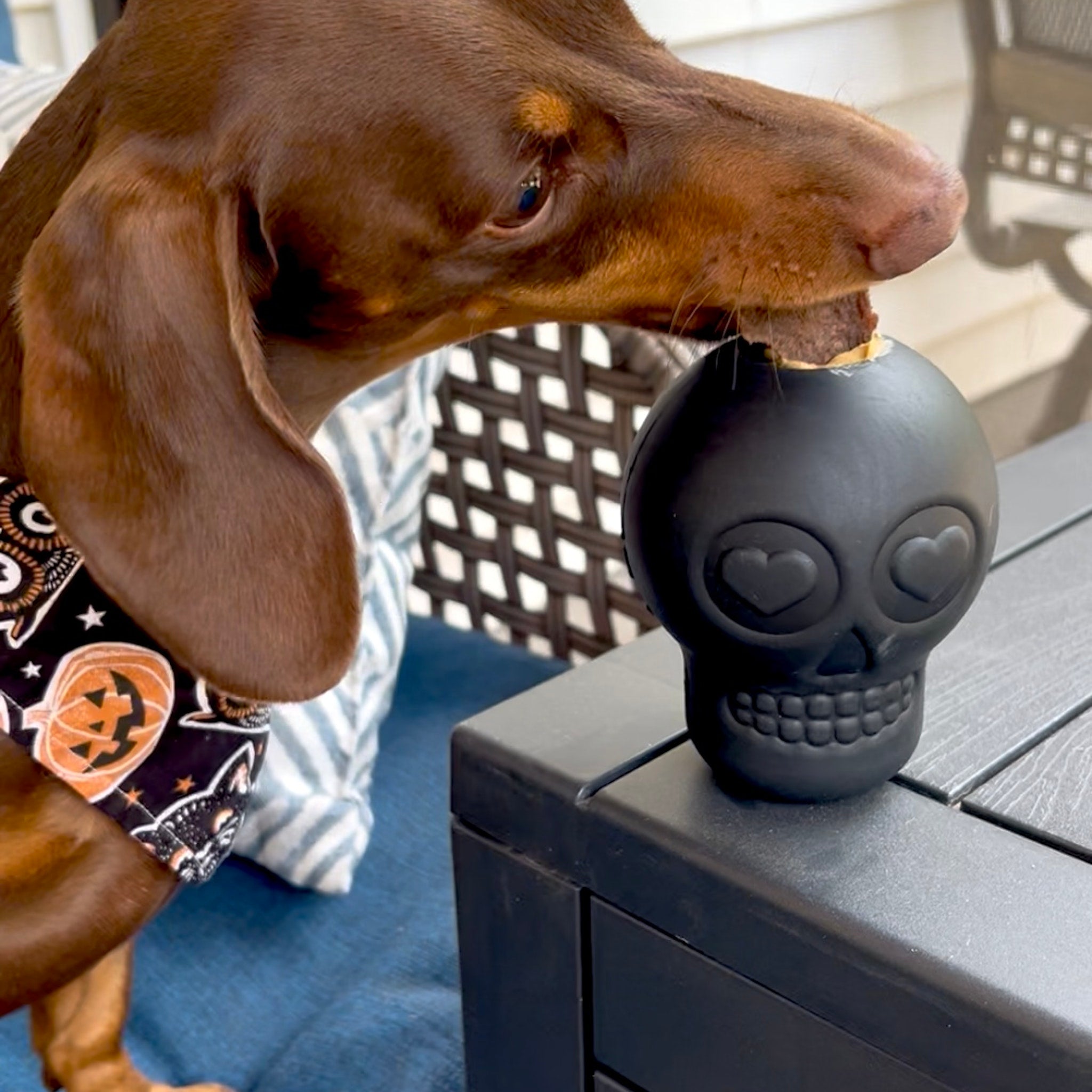 SodaPup Dog Treat Dispenser for Medium to Large Dogs