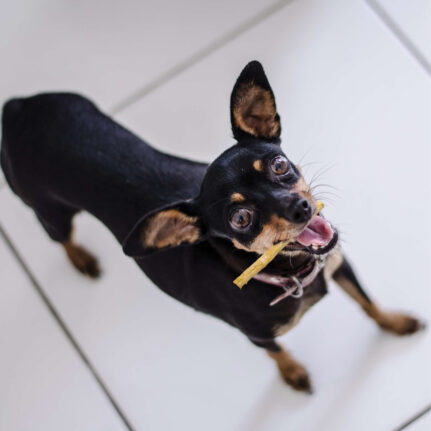 Nothin’ to Hide Chicken Coated Dog Chews