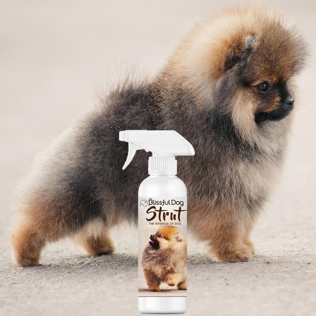 STRUT Dog Cologne Spray with Amaretto and Tonka Bean Scent