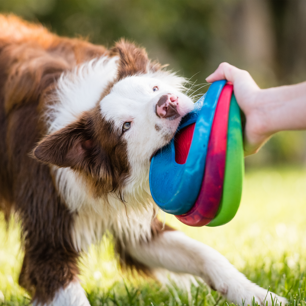 Seaflex® Dog Flying Disc with Center Hole